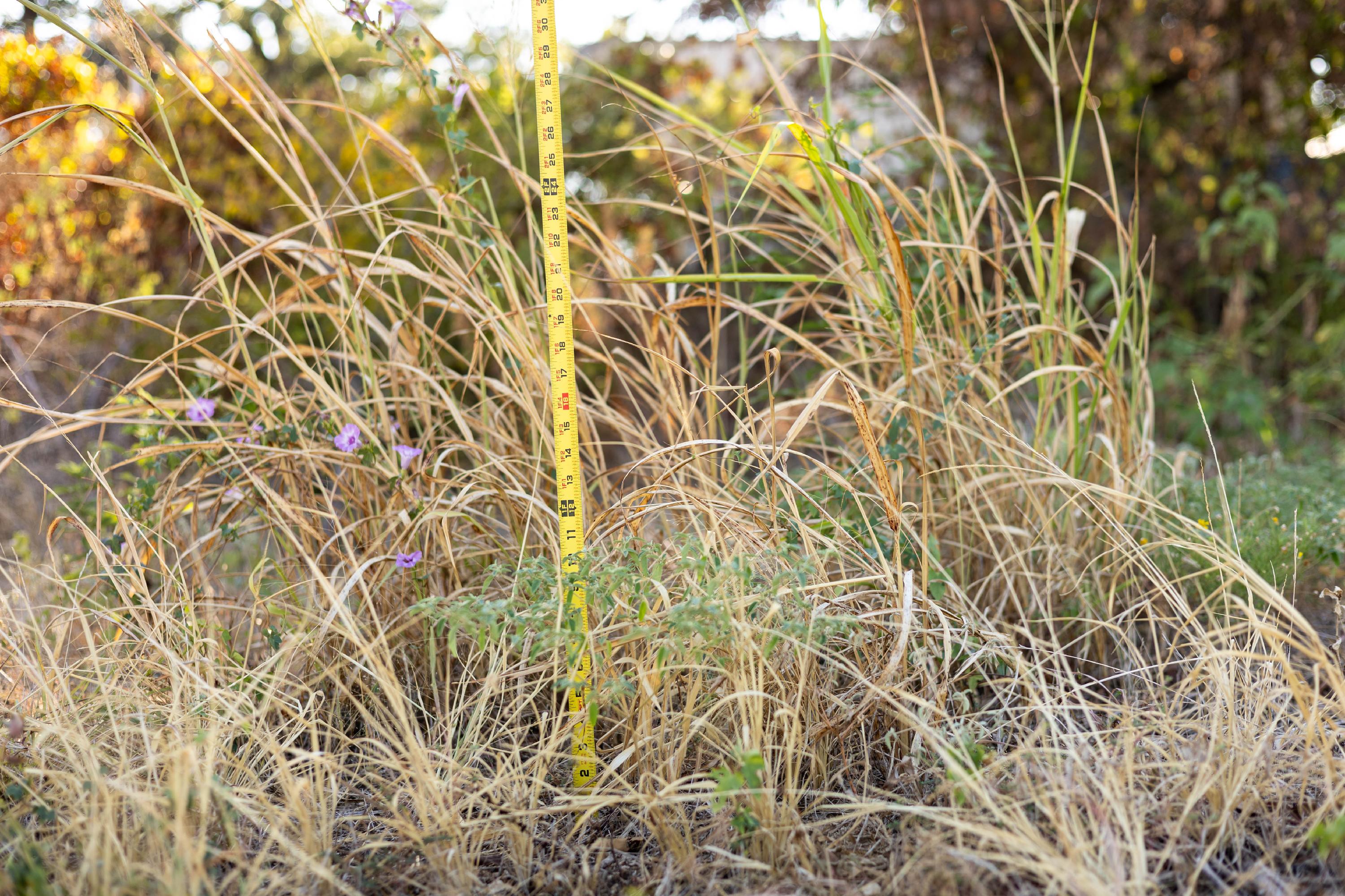 Tall grass